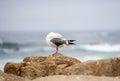 Seagull in 17-Mile Drive