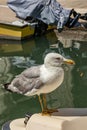 Seagull model posing on boat in one of Canal in Venice, Italy during sunny day Royalty Free Stock Photo