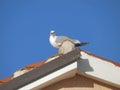 Seagull observing from the top of the house