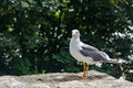 Seagull on the Mont Saint-Michel Royalty Free Stock Photo