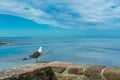Seagull on the Mont Saint-Michel Royalty Free Stock Photo