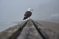 Seagull at mont saint michel, at a misty morning Royalty Free Stock Photo
