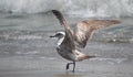 Seagull at Monterey Bay