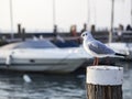 Seagull on a mooring pole in an harbour Royalty Free Stock Photo