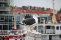 Seagull on a mooring pole in the harbour in Scheveningen at the North Sea, the Netherlands Royalty Free Stock Photo