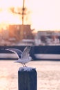 Seagull in morning sun getting ready to fly off Royalty Free Stock Photo