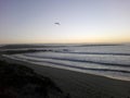 Seagull on a Morning Sunrise at the Beach Royalty Free Stock Photo