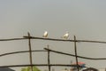 Seagull is the most common species of birds on Inle Lake