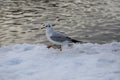 Seagull mouette au bord du lac de versailles