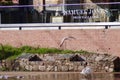 A seagull and a mute swan by the River Exe Royalty Free Stock Photo