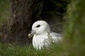 Seagull on Mykines, Faroe Islands Royalty Free Stock Photo