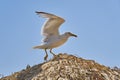 Seagull on the natural dry beach shade against a blue sky.