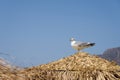 Seagull on the natural dry beach shade against a blue sky.