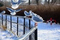 Seagull near the lake