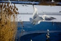 Seagull near the lake