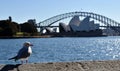 Seagull near Opera House