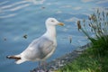 A seagull near a river looking at the grass Royalty Free Stock Photo