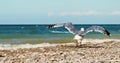 Seagull near the surf line Royalty Free Stock Photo