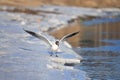 Seagull near water