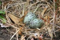 Seagull Nest