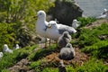 Seagull nest and chicks