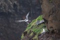 Seagull nest on the cliff in Mykines