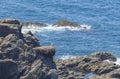 Seagull nest placed over cliff peak