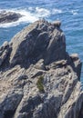 Seagull nest placed over cliff peak