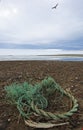 Seagull nest with the plastic rubbish