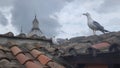 Seagull nest on rooftop, Rome, Italy Royalty Free Stock Photo