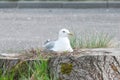 Seagull in the nest. The nest is in the stump Royalty Free Stock Photo