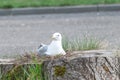 Seagull in the nest. The nest is in the stump Royalty Free Stock Photo