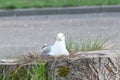 Seagull in the nest. The nest is in the stump Royalty Free Stock Photo
