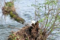 Seagull in the nest. The nest is in the stump Royalty Free Stock Photo