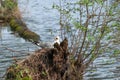 Seagull in the nest. The nest is in the stump Royalty Free Stock Photo