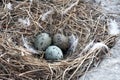 Seagull nest with three eggs