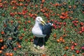 Seagull nesting with eggs, Anacapa, Channel Islands National Park, CA