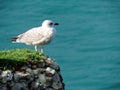 The seagull in Normandie Royalty Free Stock Photo