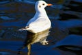 Seagull not at sea but in a pond Royalty Free Stock Photo