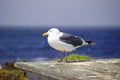 Seagull by ocean