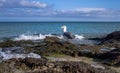 Seagull with ocean on the background