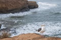 Seagull with ocean background