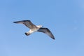 Seagull at the ocean