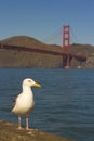 Seagull with Ocean and Golden Gate Bridge Royalty Free Stock Photo