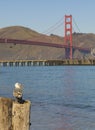 Seagull with Ocean and Golden Gate Bridge Royalty Free Stock Photo
