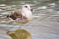Brown seagull standing on one leg at the ocean. Royalty Free Stock Photo
