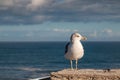 Seagull and the ocean