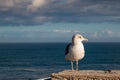 Seagull and the ocean