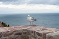 Seagull at the ocean shore Royalty Free Stock Photo