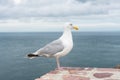 Seagull at the ocean shore Royalty Free Stock Photo